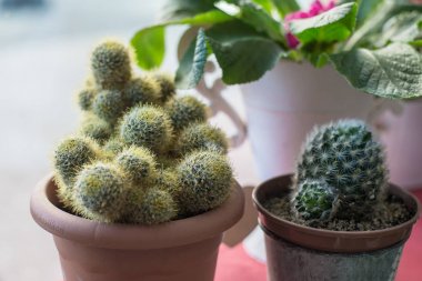 Tencerede kaktüs