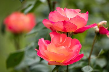 Bir bahçe içinde yaban gülü