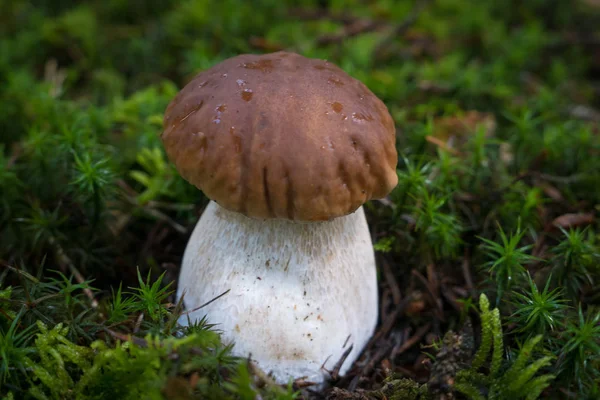 Porcini Mushroom in forest Stock Image