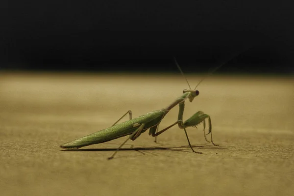 การสวดมนต์ Mantis — ภาพถ่ายสต็อก