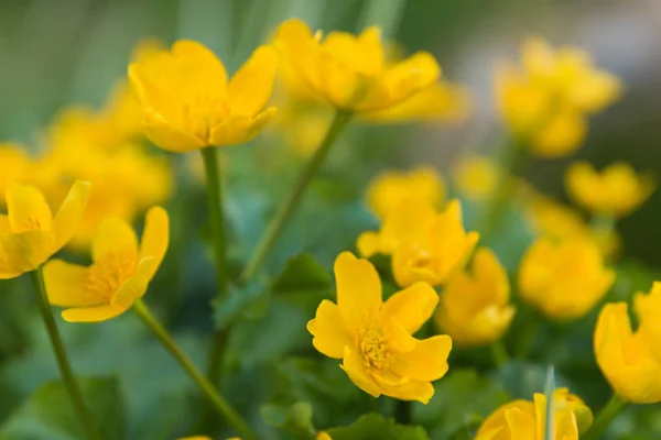 Caltha Palustris Flores Amarelas Crescendo Pela Água Flores Primavera Lago Fotografia De Stock