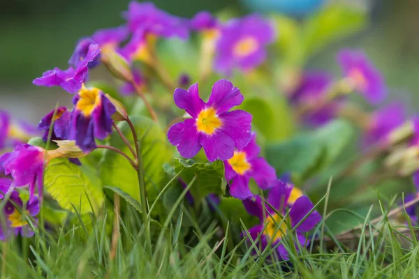 Flores Jardim Roxo Misturado Com Closeup Grama Flores Jardim Primavera Imagem De Stock