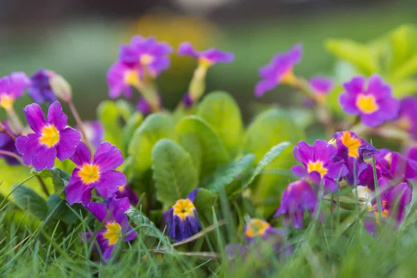 Flores Jardim Roxo Misturado Com Closeup Grama Flores Jardim Primavera Fotografia De Stock