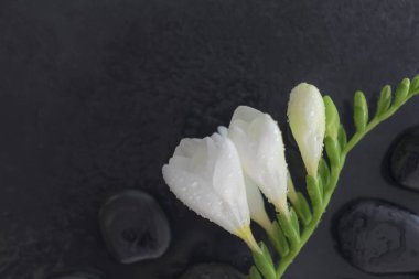 Güzel bir kompozisyon tatil köyü. Spa konsept