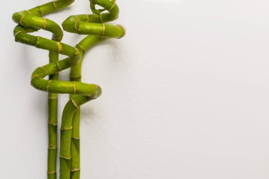 Mutlu yeşil kıvrılmış bambu