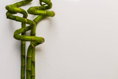 Mutlu yeşil kıvrılmış bambu