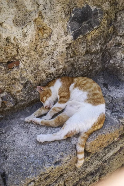 antika taşlar hakkında kedi uyur