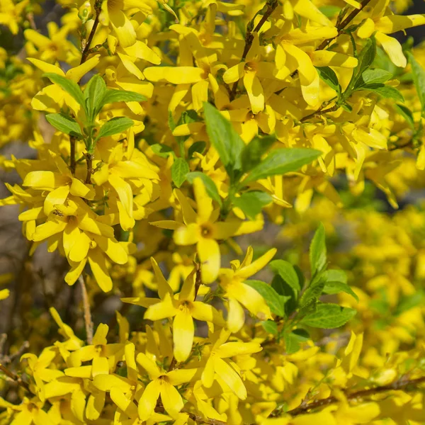 Bunga Kuning Pada Pohon Latar Belakang Fokus Selektif — Stok Foto