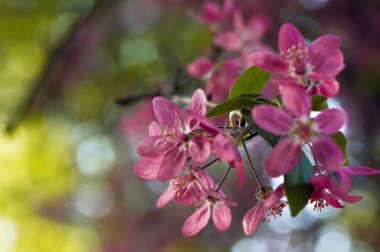 Pembe çiçek açan elma ağacı. Bahar çiçek. Yumuşak çiçek arka plan 