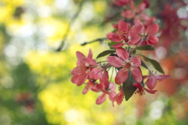 Pembe çiçek açan elma ağacı. Bahar çiçek. Yumuşak çiçek arka plan 