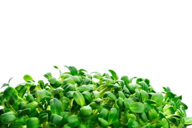 Fresh micro greens closeup on white isolate background. Microgreens growing. Healthy eating concept clipart
