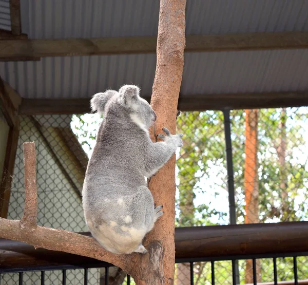 かわいいコアラは木の上に座っている — ストック写真