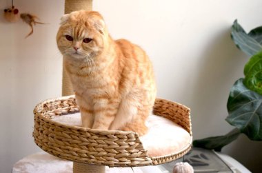 Şirin İskoç kıvrımlı kırmızı kedi safkan ve güzel gözleri var..