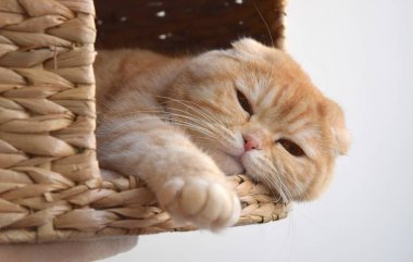 Şirin İskoç kıvrımlı kırmızı kedi safkan ve güzel gözleri var..