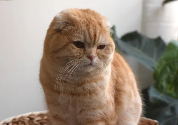 Lindo Escocés Plegable Gato Rojo Pura Raza Con Ojos Encantadores —  Fotos de Stock
