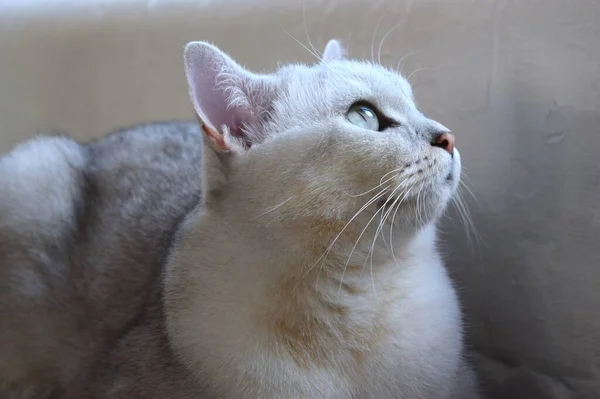 Gato Branco Britânico Bonito Raça Pura Com Olhos Verdes Está — Fotografia de Stock