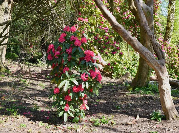 Florecientes Rododendros Swansea Sketty Park Bonito Día Primavera — Foto de Stock