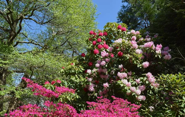 Florecientes Rododendros Swansea Sketty Park Bonito Día Primavera — Foto de Stock