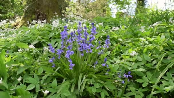 Bluebells growing in the Spring forest on a nice day. — Stock Video