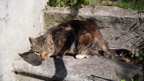 Un gato callejero con cara triste está sentado al sol . — Vídeo de stock