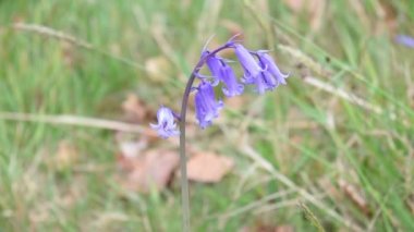 Muhteşem BlueBell güneşli ormanda büyüyor..