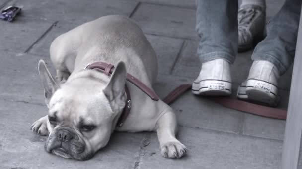 Lindo perro está tumbado a los pies del propietario esperando con calma . — Vídeos de Stock