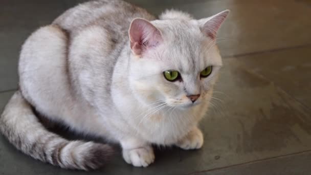 Симпатичная британская кошка с зелеными глазами спокойно сидит и слушает шумы . — стоковое видео