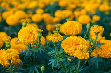 Bahçe arka plan, egemen Tagetes erecta L çiçek açan Amerikan marigold sarı calendula.