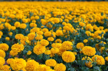 Bahçe arka plan, egemen Tagetes erecta L çiçek açan Amerikan marigold sarı calendula.