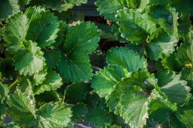 Grupta çiğ soğuk hava arka plan ile bahçe büyüyen çilek yaprak yeşil yukarı kapatın