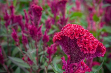 Kırmızı Çin yün çiçek yakın Bahçe arka plan açık, Celosia argentea L. var. cristata (L.) Kuntze