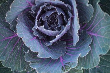 Kırmızı lahana splay yaşlılık arka plan üstten görünüm, Brassica oleraceae var. rubra çiçek açan çiğ ile yakından