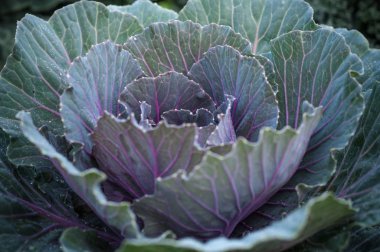 Kırmızı lahana splay yaşlılık arka plan üstten görünüm, Brassica oleraceae var. rubra çiçek açan çiğ ile yakından