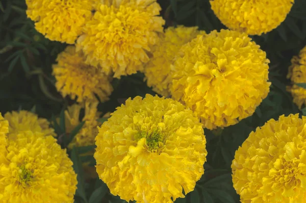Caléndula Amarilla Caléndula Americana Floreciendo Fondo Jardín Soberana Tagetes Erecta — Foto de Stock