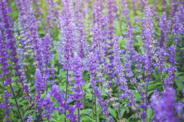 Fioletowym Tle Lawendy Kwitnienie Lavandula Angustifolia Lavandula Officinalis — Zdjęcie stockowe