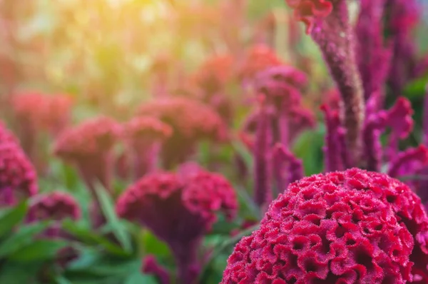 Red Chinese Wool Flower Close Garden Background Outdoor Celosia Argentea — Stock Photo, Image