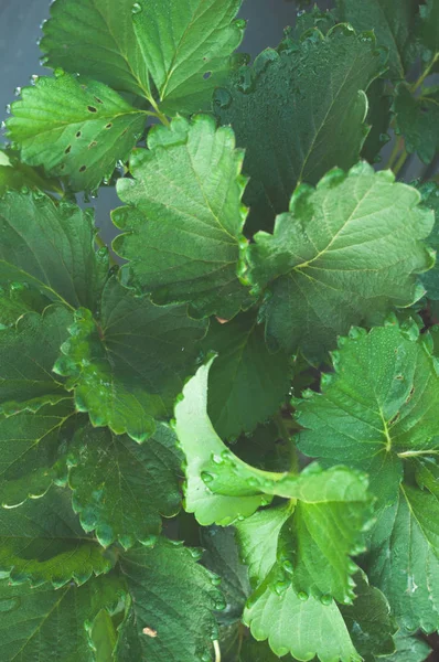 Close Strawberry Green Leaf Growing Farm Garden Dew Cold Weather — Stock Photo, Image