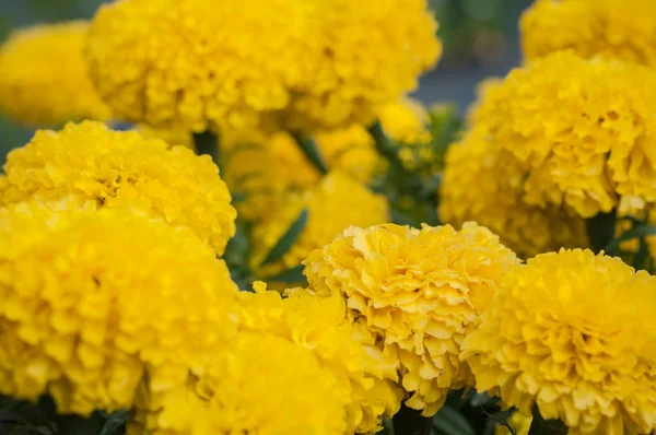 Caléndula Amarilla Caléndula Americana Floreciendo Fondo Jardín Soberana Tagetes Erecta — Foto de Stock