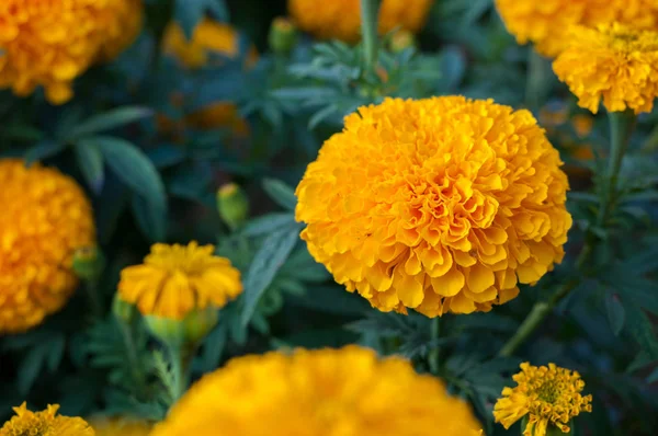 American Marigold Yellow Calendula Blooming Garden Background Soverign Tagetes Erecta Stock Image