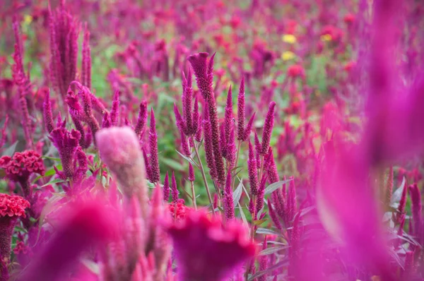 Laine Rouge Chinoise Fleur Fermer Fond Jardin Plein Air Celosia Images De Stock Libres De Droits