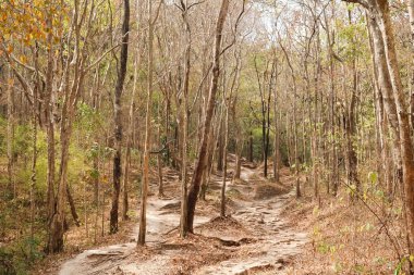 Orman cilt ağaç gün ortası sıcak brown kapatın