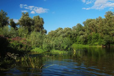 nehir, yaz, bulrush, ağaçlar, nehir, yeşil, flora, pembe, manzara orman