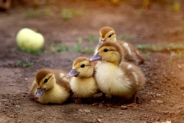 Olgun Sarı Elma Arka Planında Dört Küçük Ördek Yavrusu — Stok fotoğraf