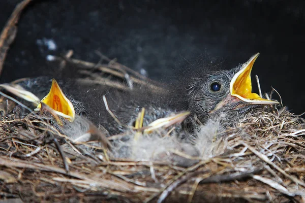 Nightingale Kuikens Van Kuikens Van Nachtegaal Het Nest — Stockfoto