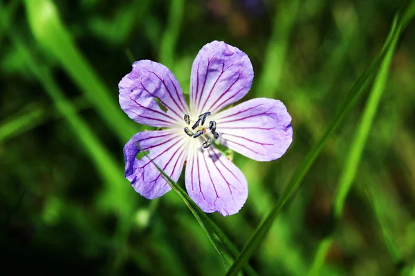 Fioletowe Kwiaty Geranium Łące — Zdjęcie stockowe
