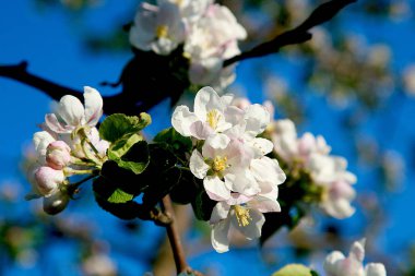 Bahçede çiçek açan ağaçlar