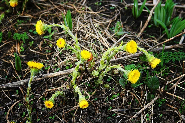 Flores Delicadas Amarillas Tussilago Farfara —  Fotos de Stock