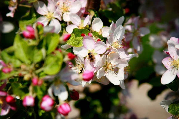 Flowering Trees Garden — Stock Photo, Image