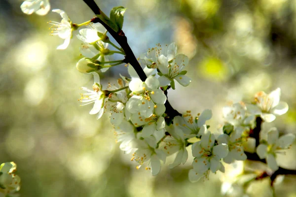 Flowering Trees Garden — Stock Photo, Image