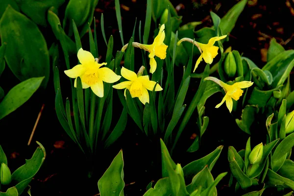 花园里细长的黄色和美丽的水仙 — 图库照片